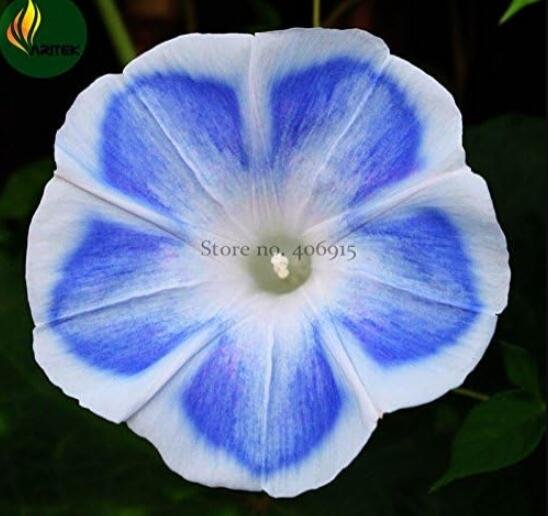 JMS 'Blue Fans' Blue White Morning Glory
