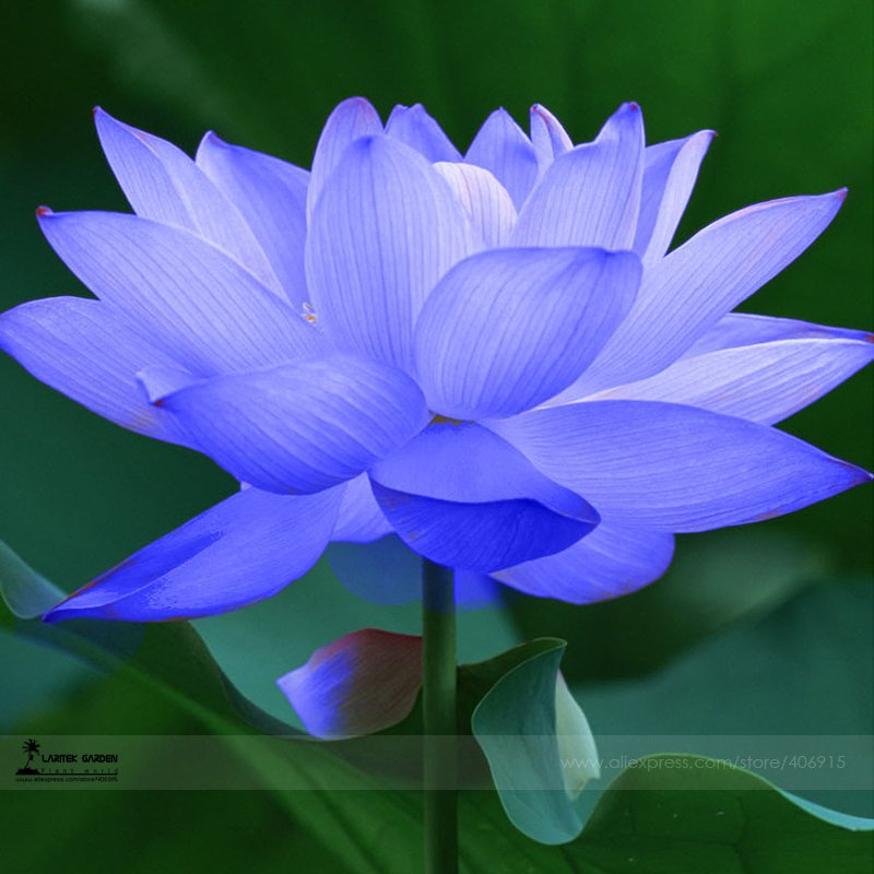 JMS 1 Professional Pack, 1 Seed / Pack, Blue Nelumbo Nucifera China Beautiful Lotus Pad Flower Pond 