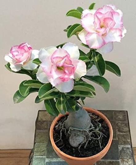 JMS Adenium Obesum, White Pinik 4-Layer
