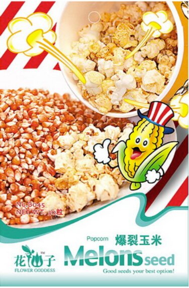 JMS Organic Popcorn Seeds, Original Pack, 30 Seeds / Pack, Sweet Zea Mays Seeds #B045