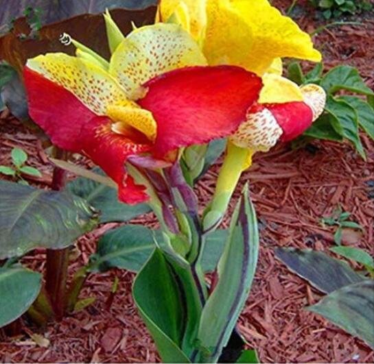 JMS Canna, Colorful