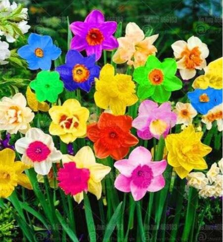 JMS Rainbow Narcissus Flowers