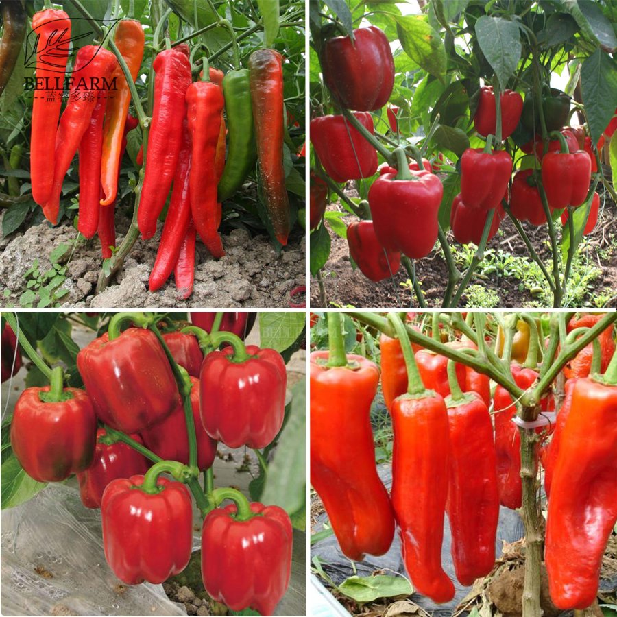JMS  Heirloom Red Long Sharp Sweet Bell Pepper 20+Seeds Organic High Yield