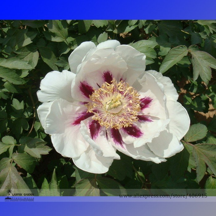 JMS Rare 'Hua Ban' White Peony Flower With Red Spot Shrub Seeds, Professional Pack, Light Fragrant F