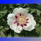 JMS Rare 'Hua Ban' White Peony Flower With Red Spot Shrub Seeds, Professional Pack, Light Fragrant F