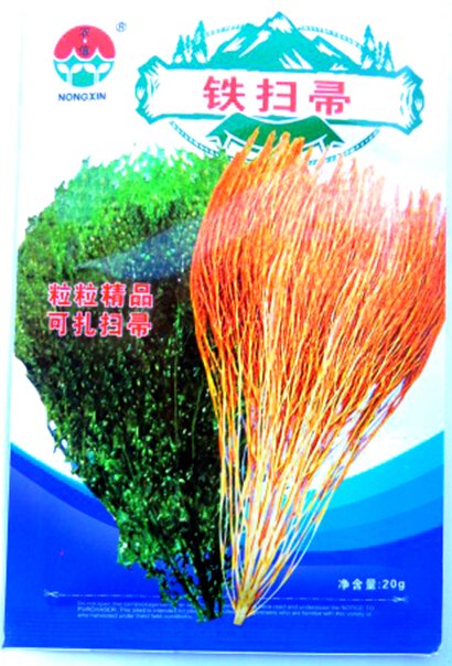 JMS Burning Bush Grass Kochia Scoparia Summer Cypress Seeds, Original Pack, 3500 Seeds / Pack, Rapid