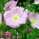 JMS Oenothera Biennis, Pink