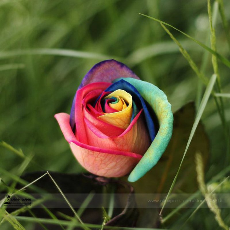 JMS 1 Professional Packs, Approx 50 Seeds / Pack, Chinese New Rare Small Rainbow Rose Shrub Flower S