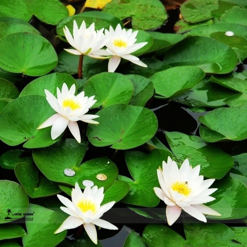 JMS 1 Professional Pack, 1 Seed / Pack, Mini Purely White Bonsai Lotus Flower Seeds #A00189