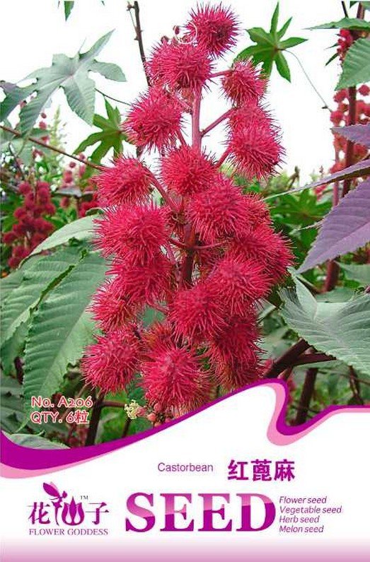 JMS 5 Original Packs, 6 Seeds / Pack, Red Castor Oil Plants, Herbs Ricinus Communis