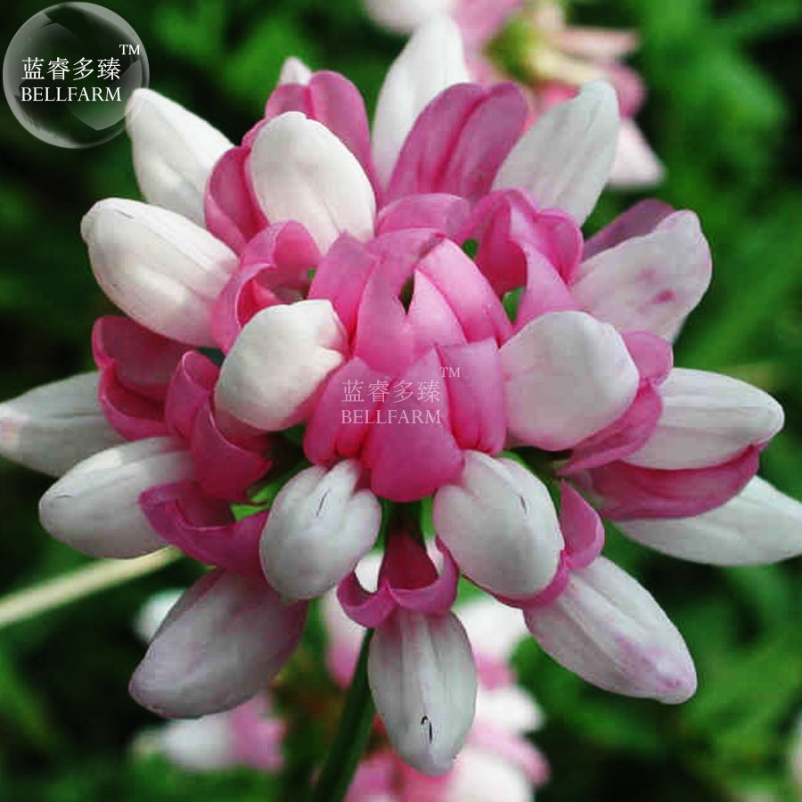 JMS  Coronilla Varia Heirloom Bonsai Flowers, 50Seeds, Long Lasting Blooming Flowers Crown Vetch For