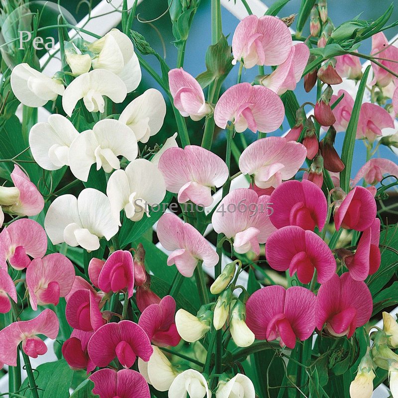 JMS Heirloom Mixed Latifolius Sweet Pea, 8 Seeds, Perennial Plant E3572