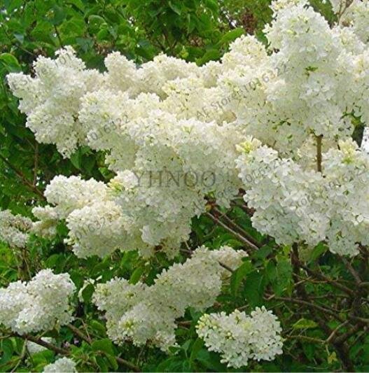JMS White Lilac