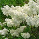 JMS White Lilac
