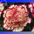JMS Double Striped Yellow Red Carnation Cut Flower Seeds, 100 Seeds, Finest Flowers For Mothers E356