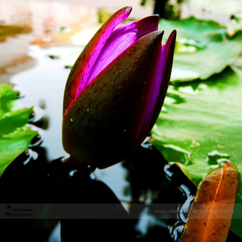 JMS 1 Professional Pack, 1 Seed / Pack, Purple Water Lily Pond Bud Flower Seed #E3487