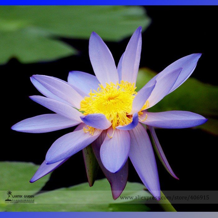 JMS New Light Purple Water Nymph Flower Seeds, Professional Pack, 1 Seed / Pack, Pond Perennial Flow
