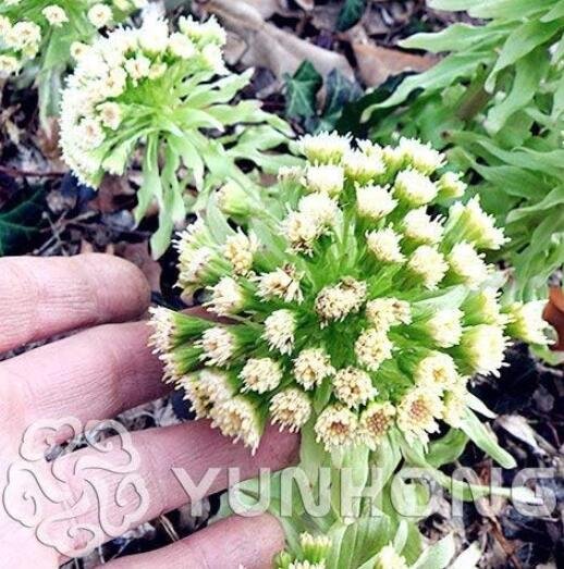 JMS Greek Petasites Japonicus