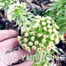 JMS Greek Petasites Japonicus