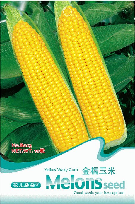 JMS Heirloom Yellow Waxy Corn Vegetable Seeds, Original Pack, 10 Seeds / Pack, Organic Maize B023