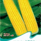JMS Heirloom Yellow Waxy Corn Vegetable Seeds, Original Pack, 10 Seeds / Pack, Organic Maize B023