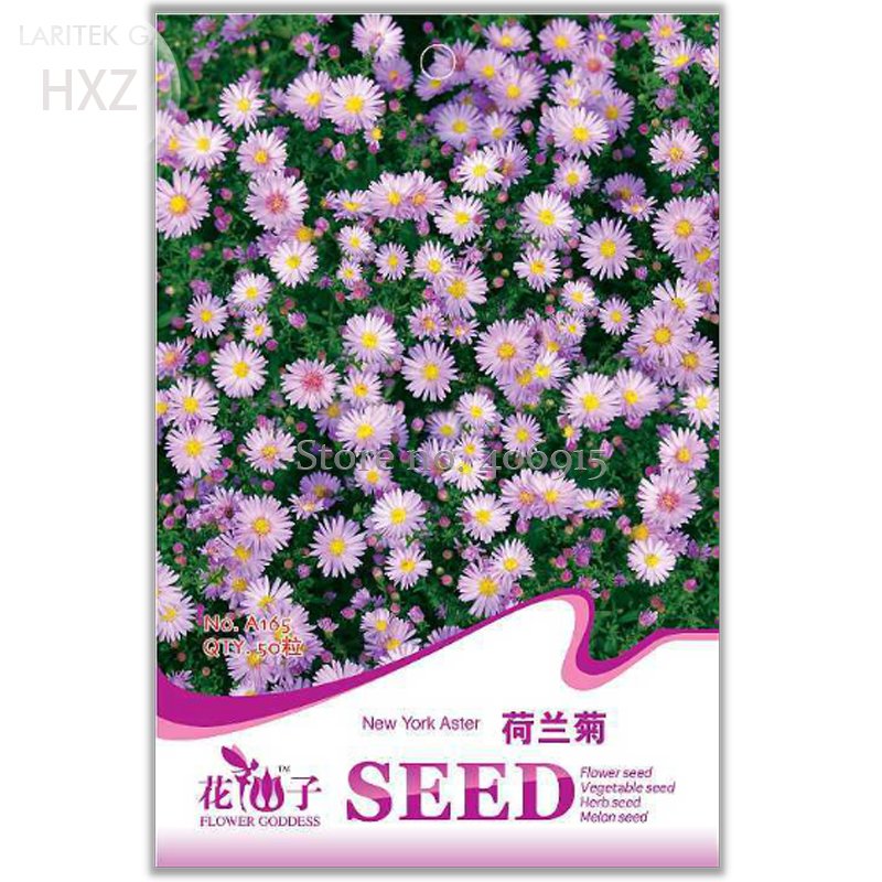 JMS New York Aster Flower Seeds, Original Package, 50 Seeds, Balcony Patio Potted Indoor Seasons Eas