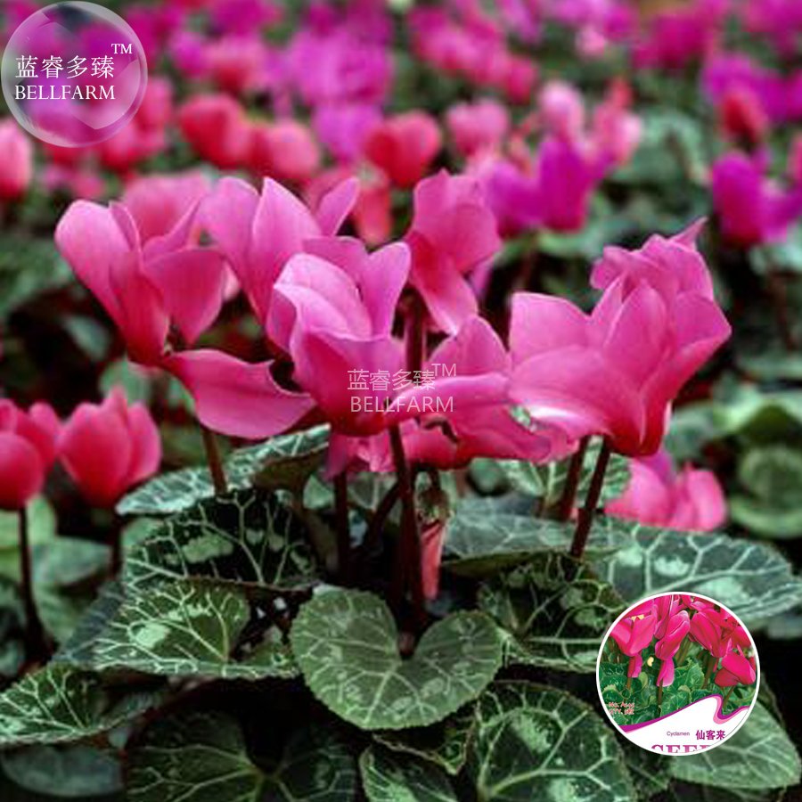 JMS  Florist'S Cyclamen Rose Red Flowers (Cyciamen Persicum) Seeds, 5 Seeds, Original Pack, Hardy Wi