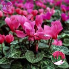 JMS  Florist'S Cyclamen Rose Red Flowers (Cyciamen Persicum) Seeds, 5 Seeds, Original Pack, Hardy Wi