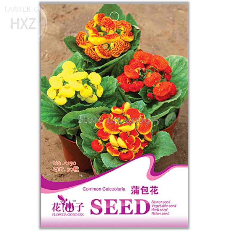 JMS Calceolaria Seeds Purse Flower Seeds, Original Package, 30 Seeds, Drought Hardy Exotic Flower Co