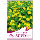 JMS Melampodium Paludosum Flower Seeds, 20 Seeds, Easy To Plant Beautiful Ornamental Flowers Balcony