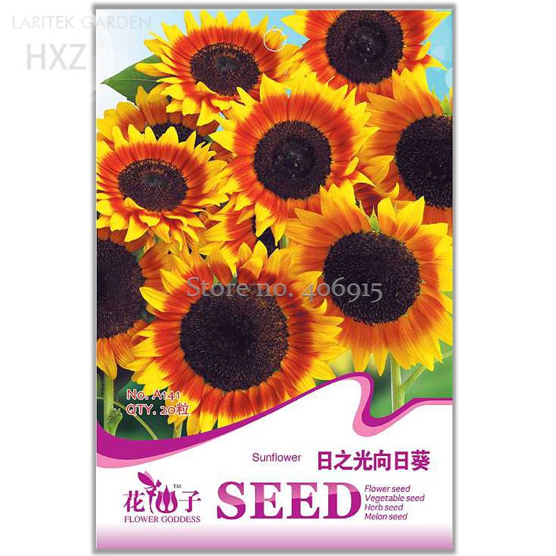 JMS Beautiful Sunflower Ornamental Flower Seeds, 20 Seeds, Organic Helianthus Annuus Seeds Gardening