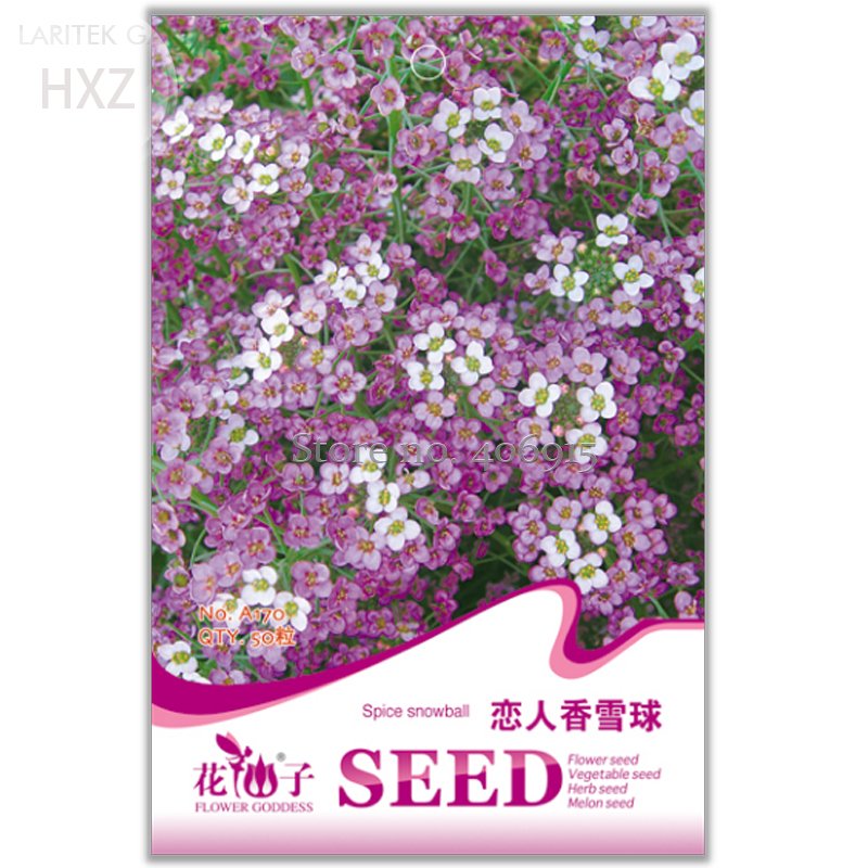 JMS White Spice Snowball Flower Seeds, Original Package, 50 Seeds, Quality Potted Flower Seeds Ornam