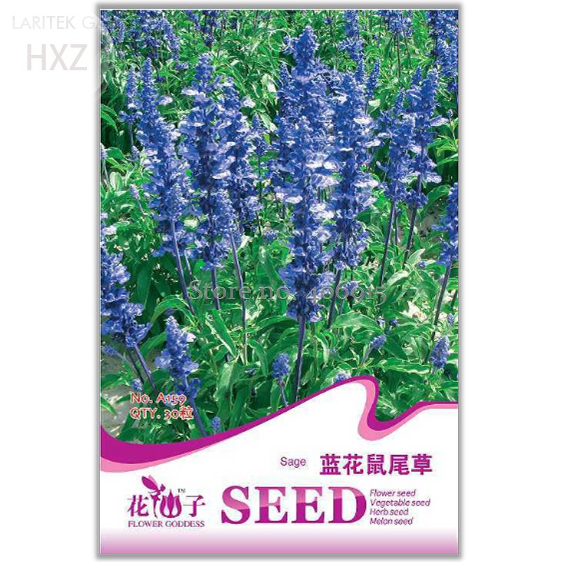 JMS Beautiful Blue Flower Sage Seeds, Original Package, 30 Seeds, Strong Aroma Ornamental Flowers Li