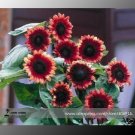 JMS 'Cherry Rose Hybrid' Dark Red Ornamental Sunflower Seeds, Professional Pack, 20 Seeds / Pack, Ve