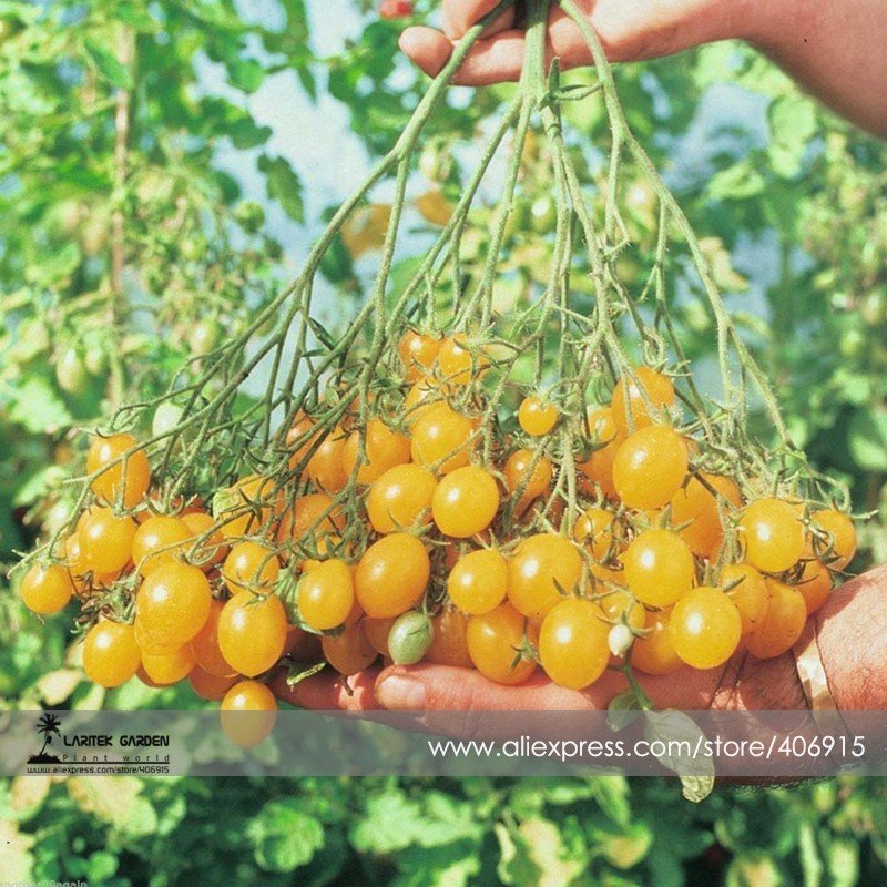 JMS Trusses Ildi Yellow Cherry Tomato Seeds, Professional Pack, 100 Seeds / Pack, Carry Up To 80 Tas