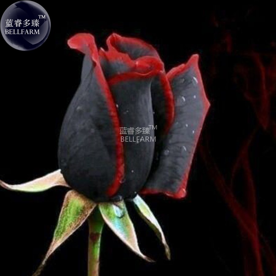 JMS  Rare Amazingly Beautiful Black Rose Flower With Red Edge Seedling Seeds,  Approx 50 Seeds / Pac