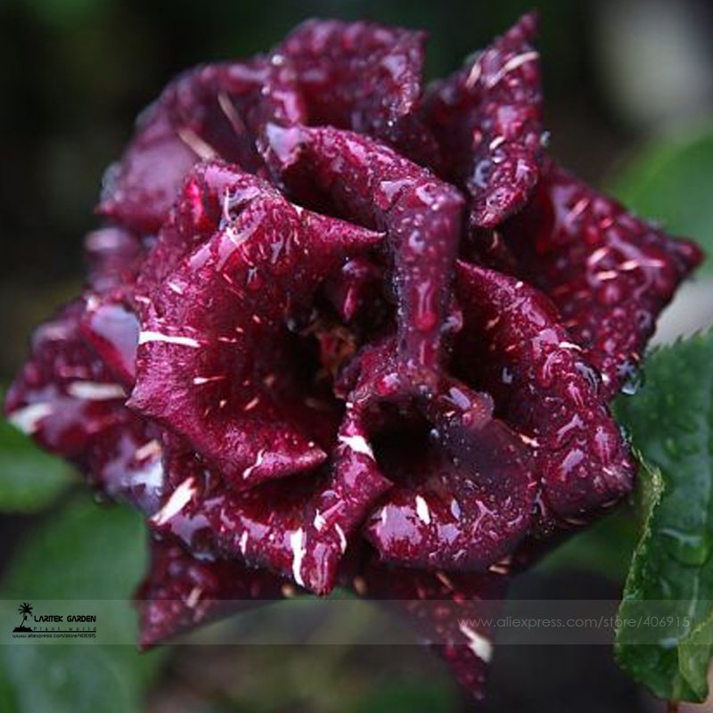 JMS 1 Professional Pack, Approx 50 Seeds / Pack, Memphis Music American Rose Shrub Flower Seed #A002