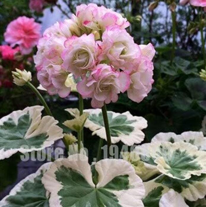 JMS Geranium, Water Pink With Light Green Blooms