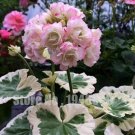 JMS Geranium, Water Pink With Light Green Blooms