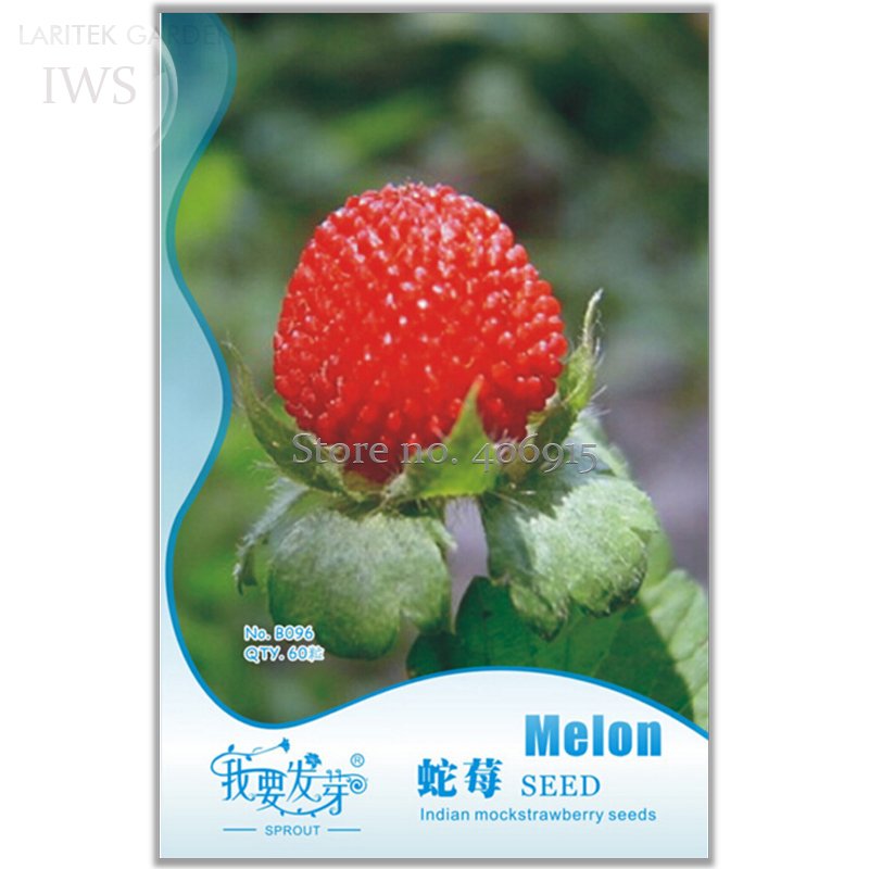 JMS India Mock Strawberry Bonsai Seeds, Original Pack, 60 Seeds, Wild Strawberry Seeds Medical Herb 