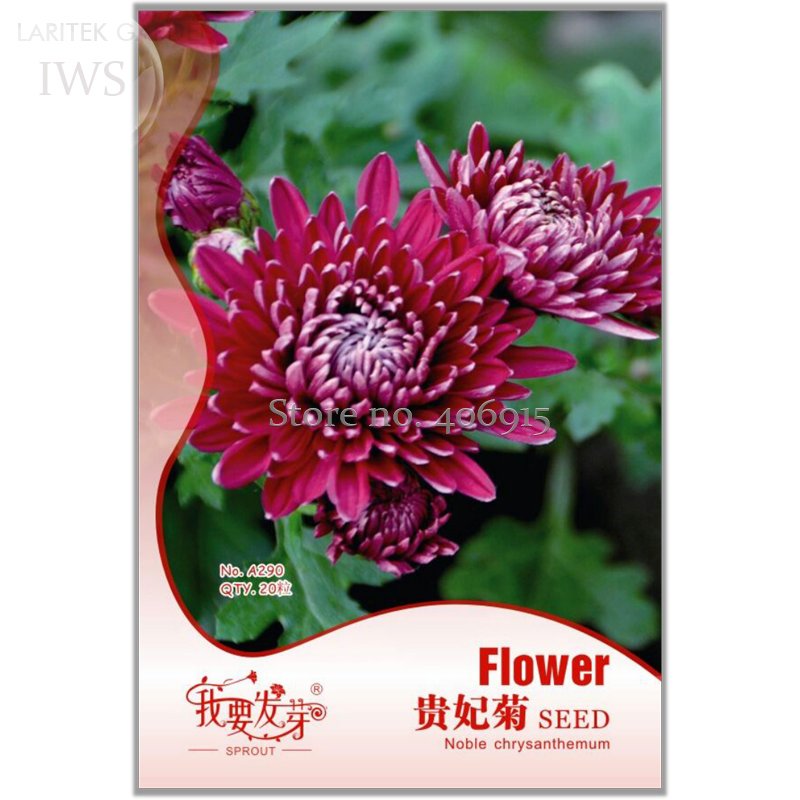 JMS Noble Chrysanthemum Seeds Balcony Potted Flowers Chrysanthemum Seeds, Original Pack, 20 Seeds, O