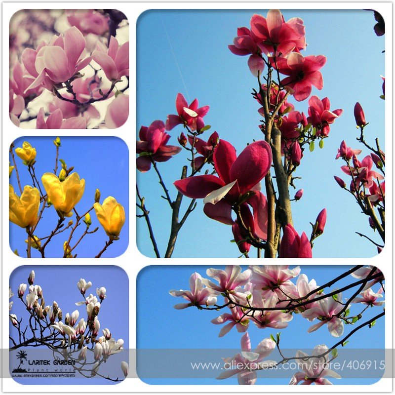 JMS Heirloom Chinese Red Yellow Pink White Yulan Magnolia Denudata Fragrant Lilytree 10 Seeds
