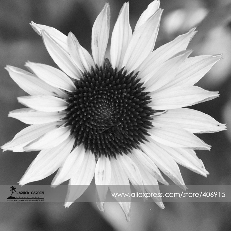 JMS Italian White Sunflower Seeds, Professional Pack, 20 Seeds / Pack, Great In Arrangements Or The 