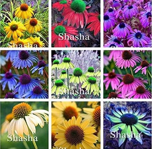 JMS Japan Echinacea Purpurea, Mixed