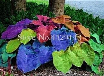 JMS Rainbow Hosta Seeds