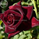JMS Black Baccara Rose Shrub, 50 Seeds, Home Garden Rrnamental Bonsai Plant E3908