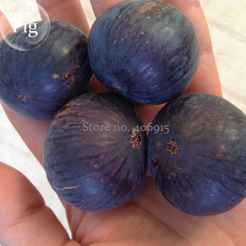 JMS Fracazano Bianco Black Fig Tree, 6 Seeds, Organic Fruits E3915