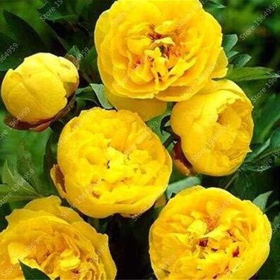 JMS Yellow Peony Seeds, Double Flowers