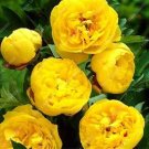 JMS Yellow Peony Seeds, Double Flowers
