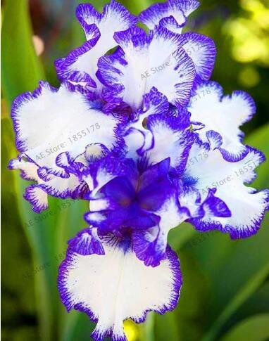 JMS Rare Iris, White Damask Semi-Double Flowers With Purple Edges